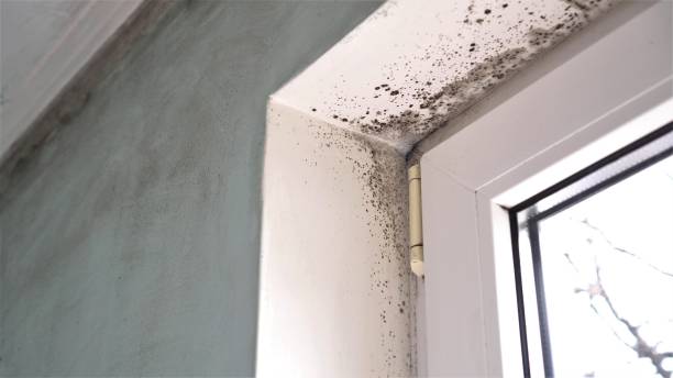 Best Mold Removal Process  in Aztec, NM