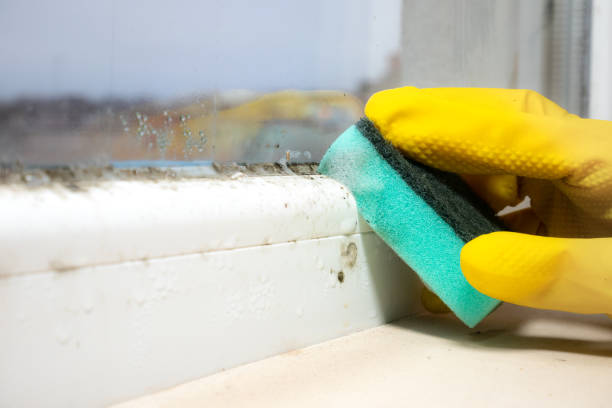 Best Black Mold Removal  in Aztec, NM