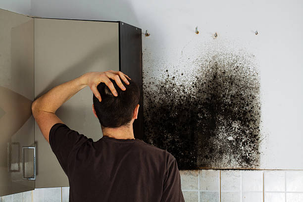 Mold Testing and Removal in Aztec, NM