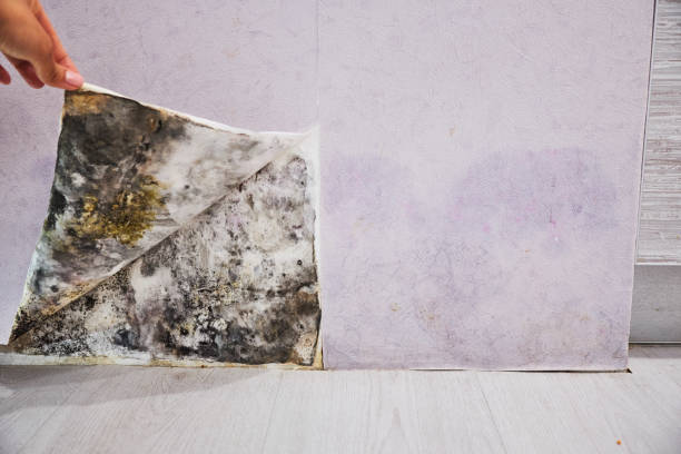 Best Mold Remediation  in Aztec, NM